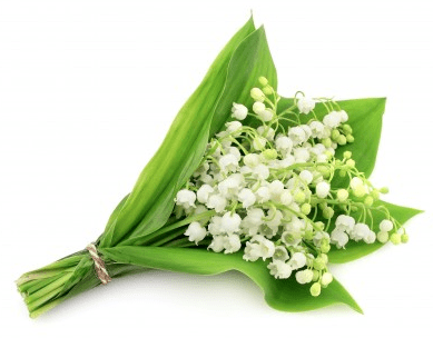 brin de muguet